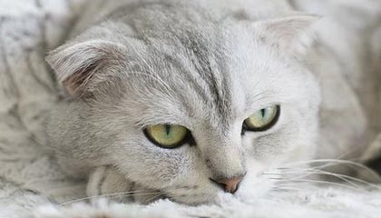 开云-V7.7.2 版本